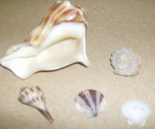 shells6.jpg