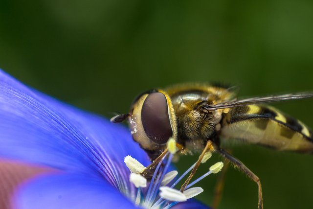 12-06-2018-hoverfly-on-blue-flower-04478.jpg