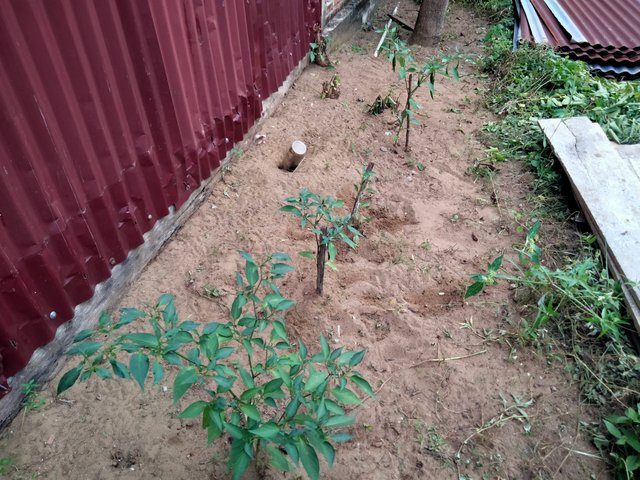 IMG20250626165152.jpg
