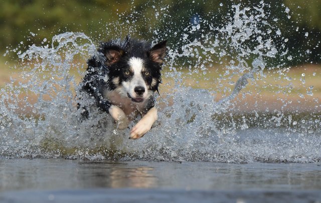 border-collie-jump-water-british-sheepdog-37860.jpeg