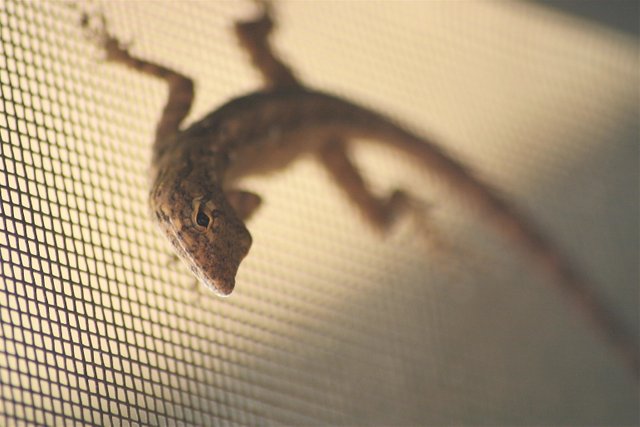 lizard 2.jpg