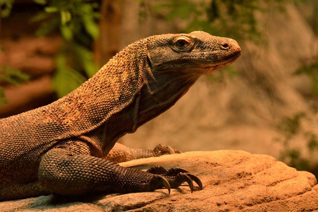 komodo-dragon-8209429_1280.jpg