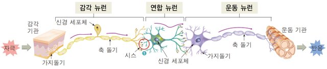 neurons.jpg