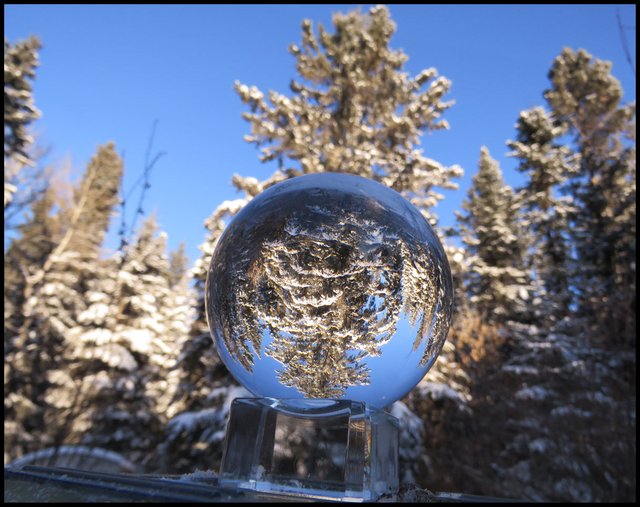 spruce with snowy branches by deck reflected in crystal globe on stand.JPG