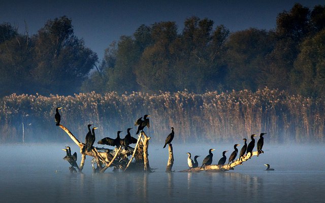 Danube-Delta-Doga-Foto-Tur-Workshop-Gezisi-1.jpg