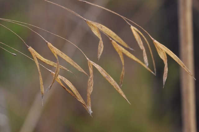 drystuff grass on wind  2.jpg