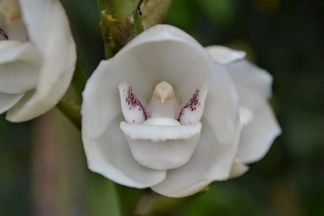 Orquídea Paloma de la Paz. — Steemit