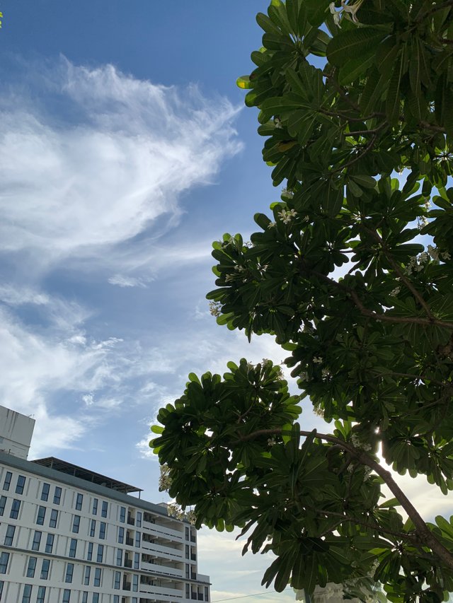 trees and buildings14.jpg