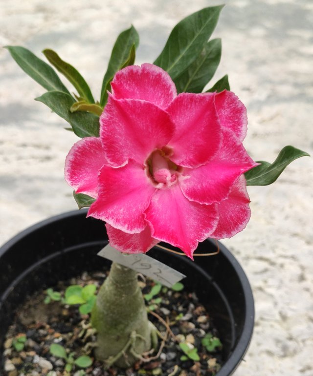 Adenium-192.jpg