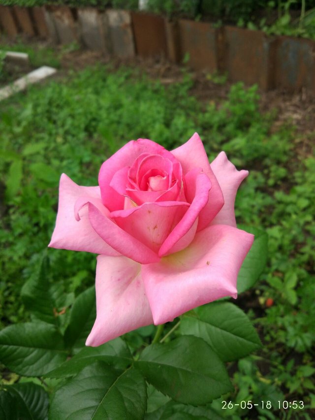Роза6.jpg