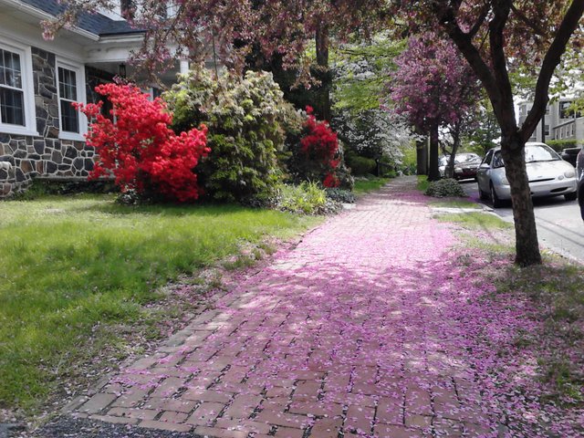 cherry blossom petals on side walk west chester 2013.jpg