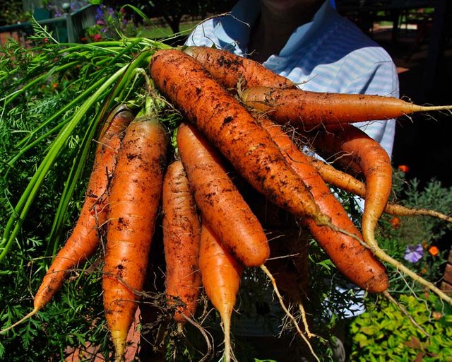 Daucus-Carota-Ssp-Sativus-New-Crop2.jpg