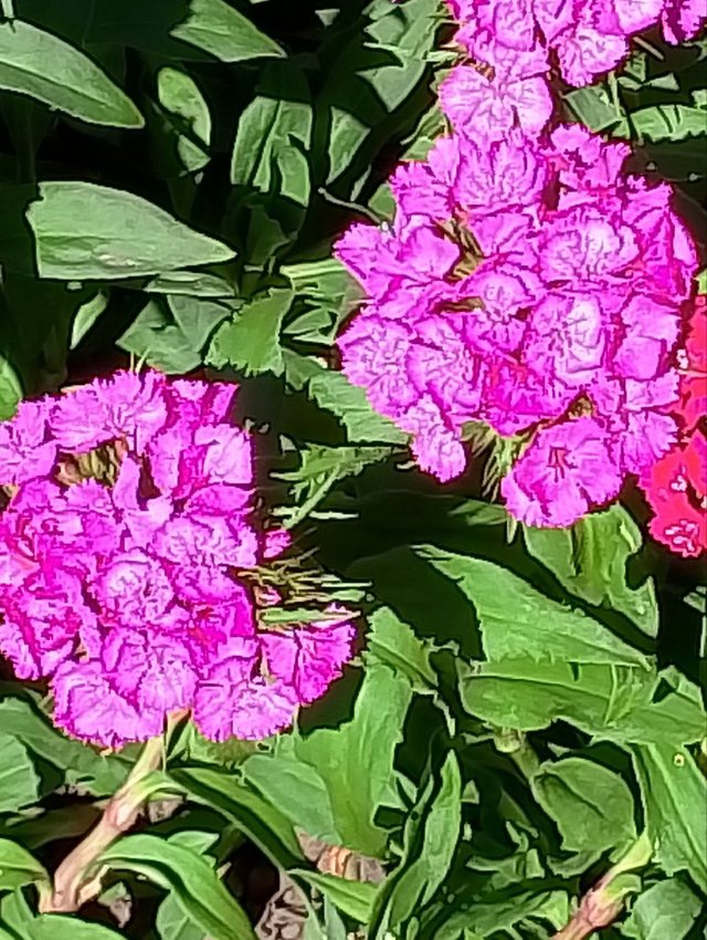 IMG_20250529_082509_790.jpg