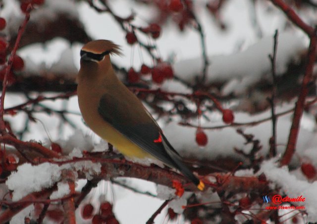 Cedar Waxing IMG_0062.JPG