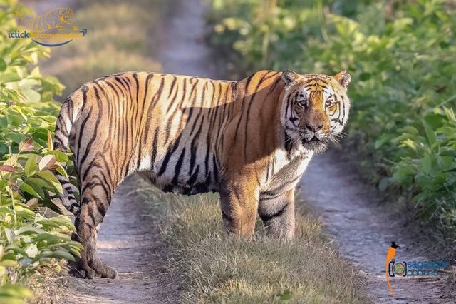 Tiger_SagarGiri-800x533.jpg