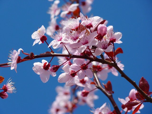 almond-blossom-5378_960_720.jpg