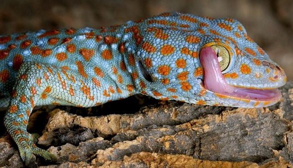 Tokay-gecko-for-sale (1).jpg