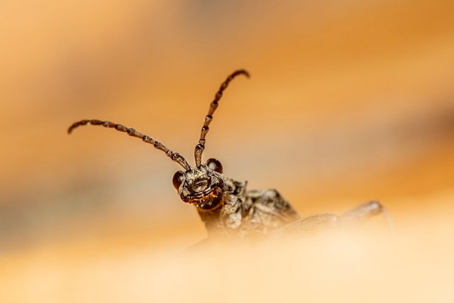 black-spotted-longhorn-beetle-6337676_1280.jpg