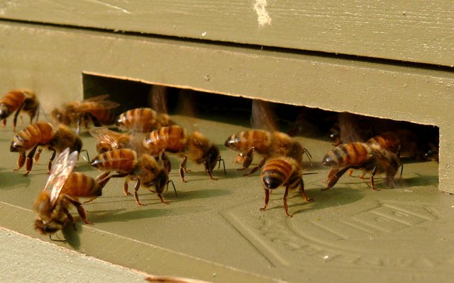 Honeybees workers fanning entrance to the hive. Ken Thomas released public.jpg
