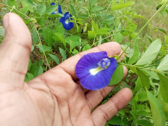 IMG_20250626_131316_437.jpg