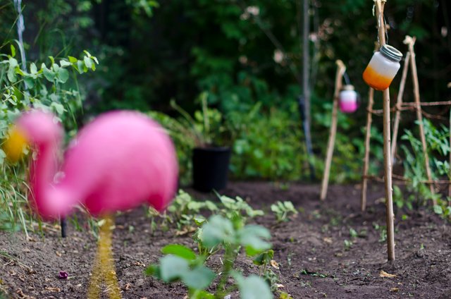 flamingo in the garden.JPG