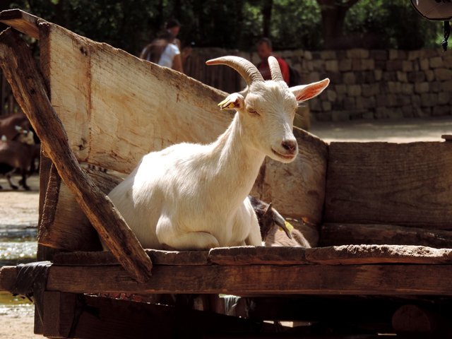 goat-2905055_1280.jpg