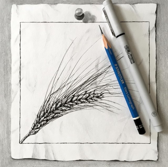 wheat-pen-drawing.jpg