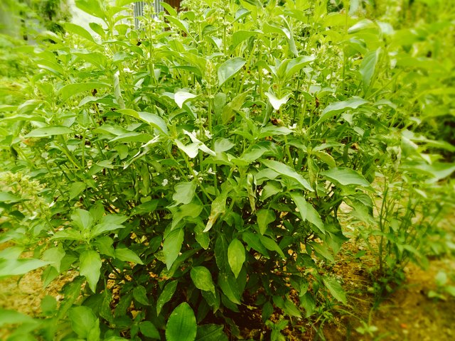 Kemangi Local Basil in Indonesia Steemit