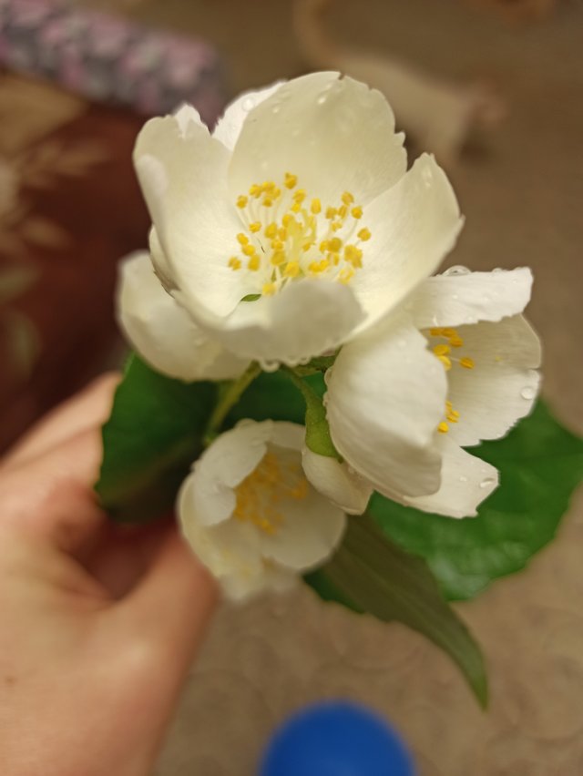 IMG_20250627_191405.jpg