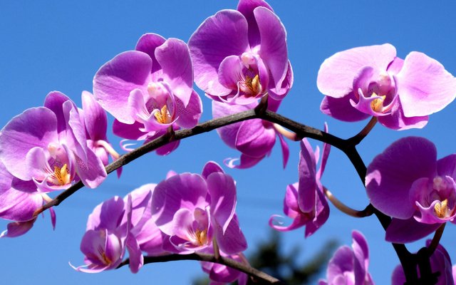 wp3339741-orchid-flower-4k-wallpapers.jpg