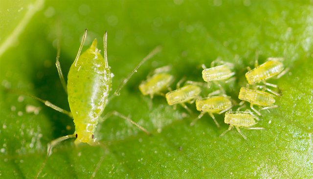 Aphids-Blog-1024x585-1024x585.jpg