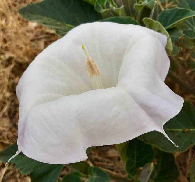 White Flower 4.jpg