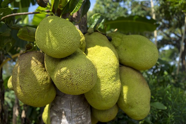 jackfruit-2108869.jpg