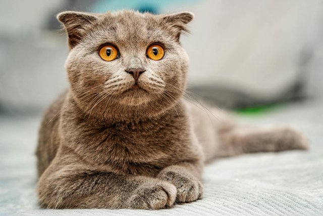 free-photo-of-scottish-fold-cat-with-striking-amber-eyes.jpeg