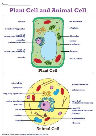 Plant and Animal Cell Worksheets.jfif