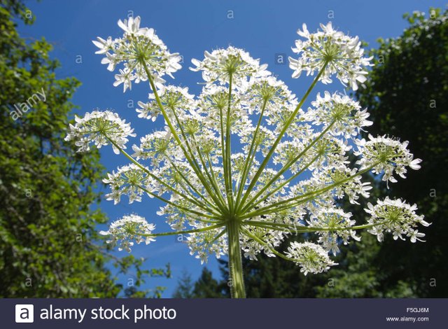 riesenbarenklau-heracleum-mantegazzianum-gabriola-britisch-kolumbien-kanada-barenklau-ist-eine-giftige-pflanze-f5gj6m.jpg