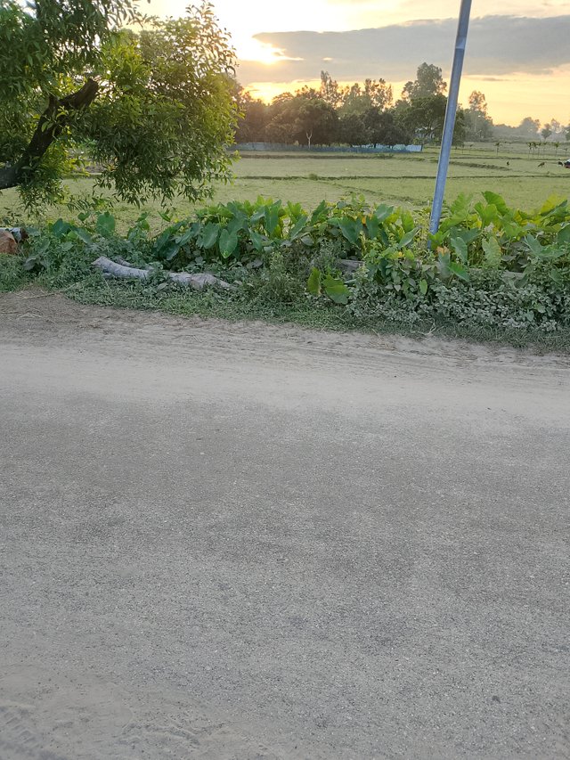 1000043183.jpg