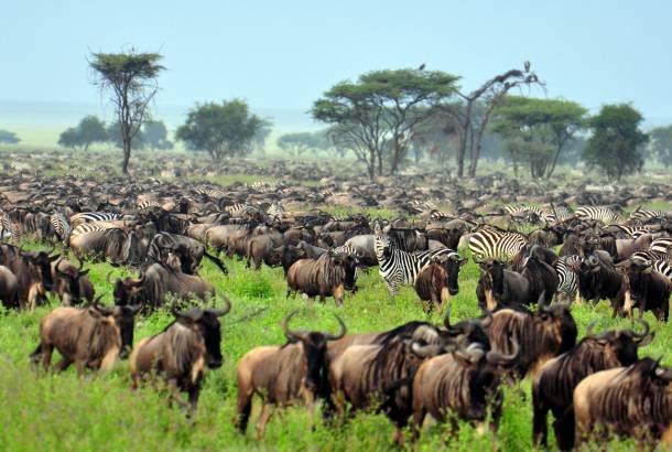 Wildebeest-Migration--Africa-Overland-Safaris--Africa-Lodge-Safaris--Africa-Tours--On-The-Go-Tours-228091391086326_crop_610_410.jpg