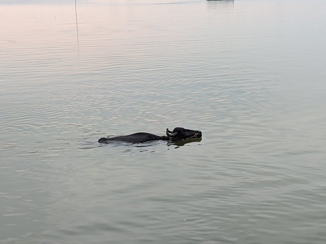 1000045043.jpg
