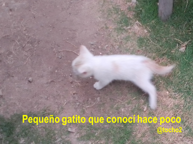 gato_6_150823.png