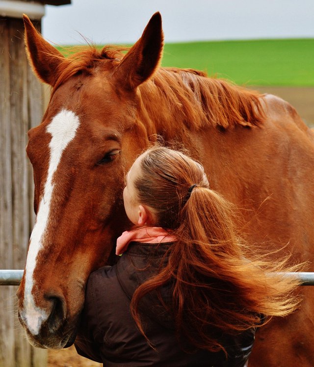 horse-1333897_1280.jpg