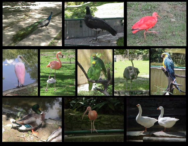 Aves_Zoologico_de_Caricuao_Caracas_-_Venezuela.jpg