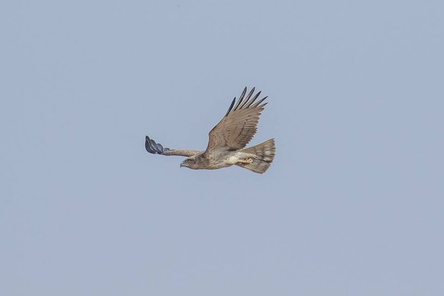 Short-toed Snake-eagle (Circaetus gallicus).jpg