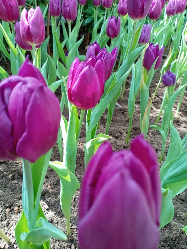 Tulips1.jpg