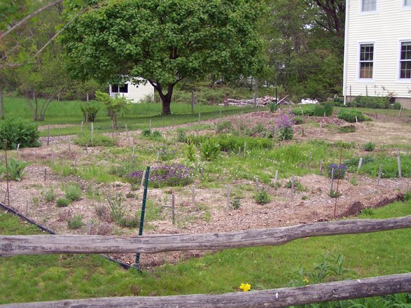 New Herb garden crop May 2019.jpg