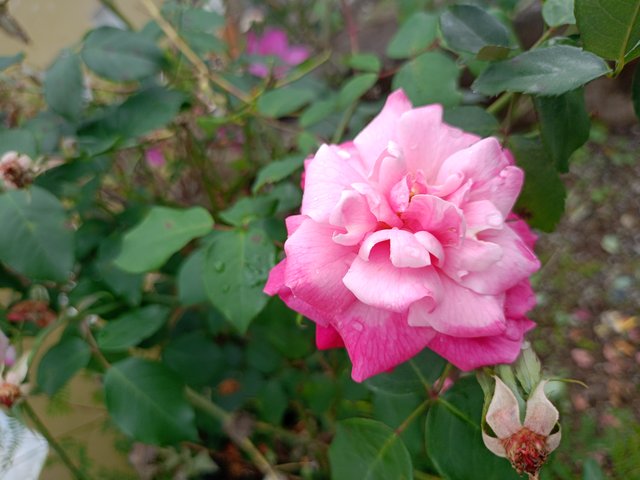 IMG20250406144238.jpg