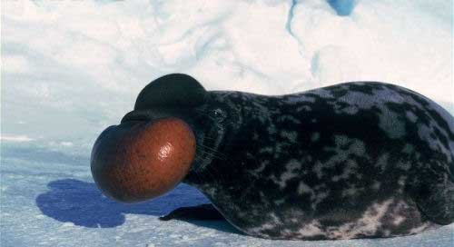 foca-casco-capuchina-cystophora-cristata.jpg