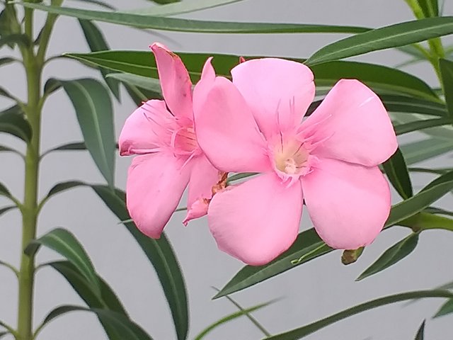 flower3006.jpg