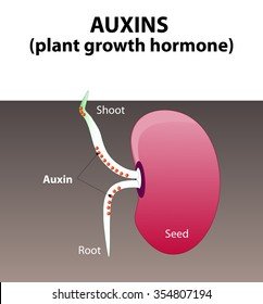 auxins-plant-hormones-body-development-260nw-354807194.jpg