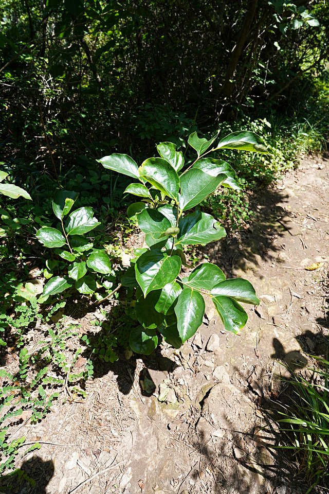 b-DSC08218.JPG